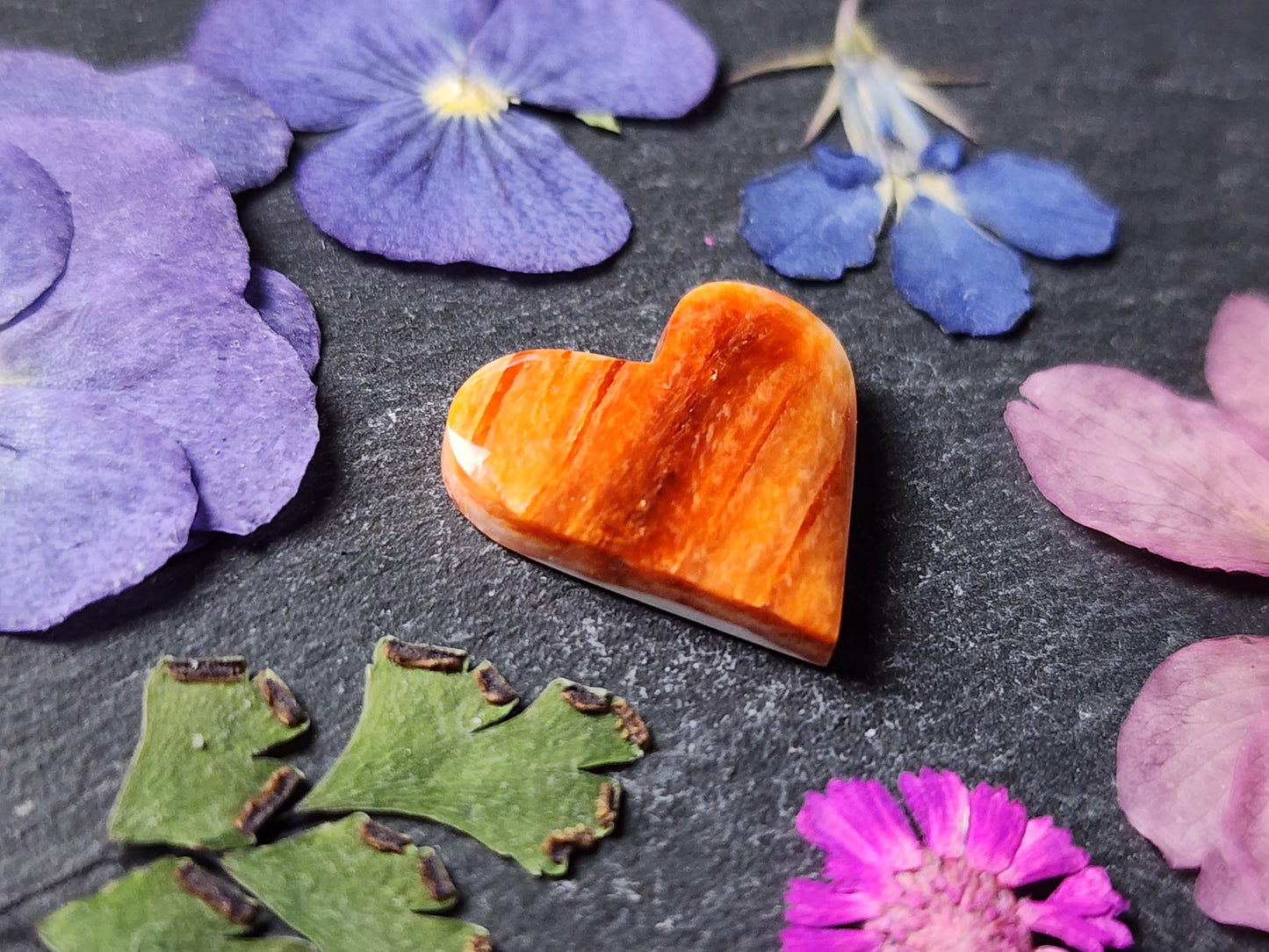 Spiny shell oyster heart