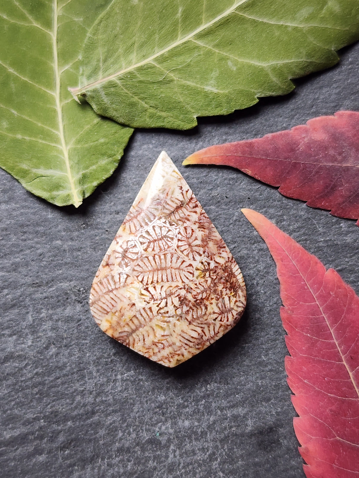Fossilized coral