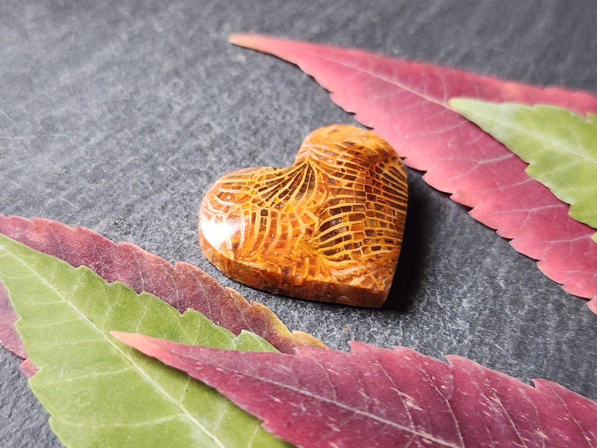 Fossilized Coral heart