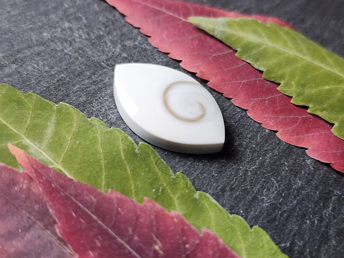 Shiva shell