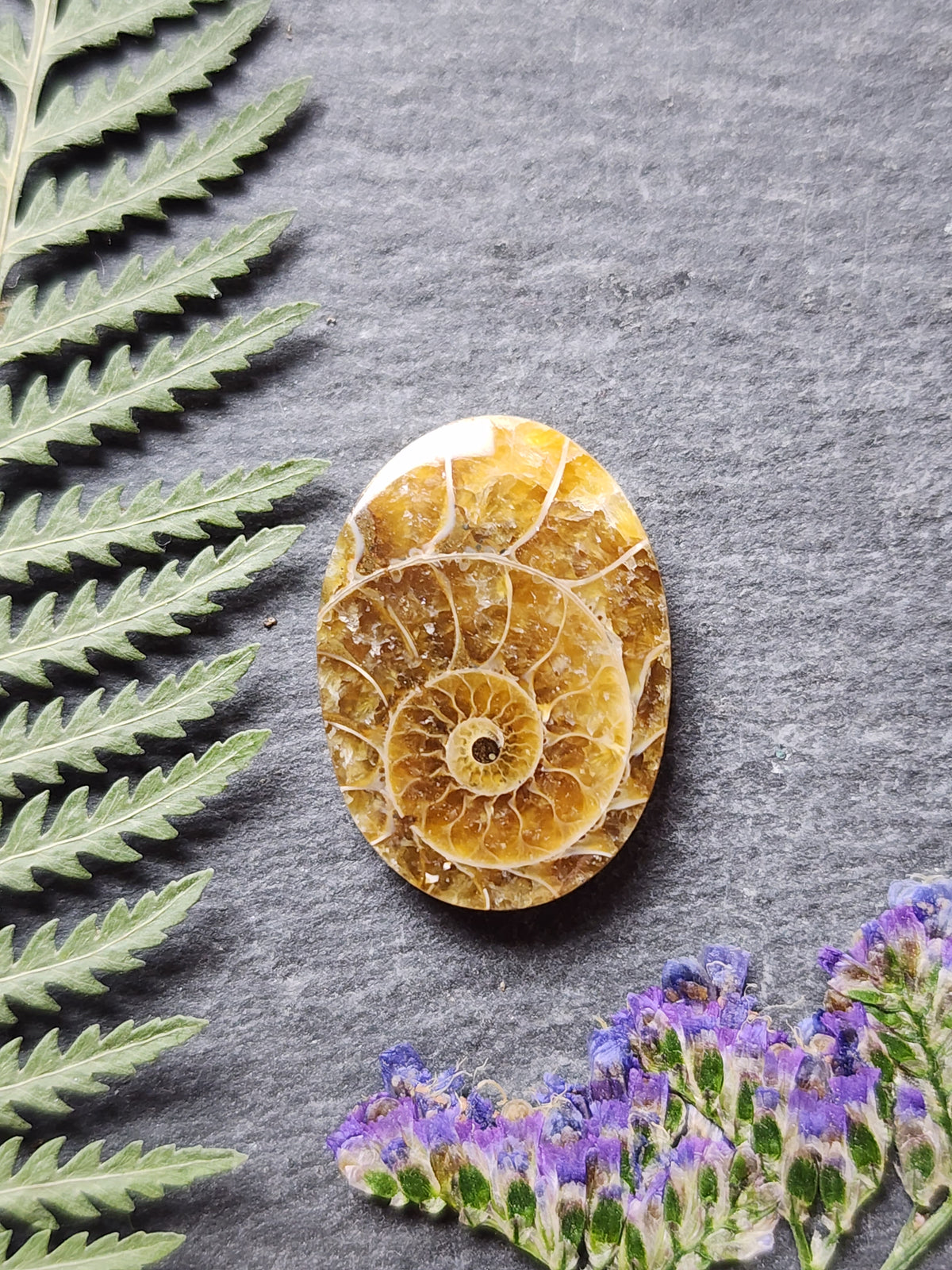 Ammonite Fossil