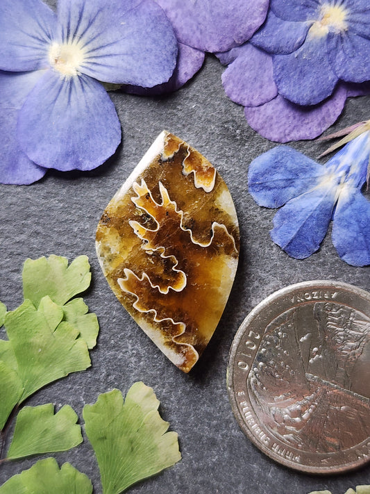 Suture Ammonite