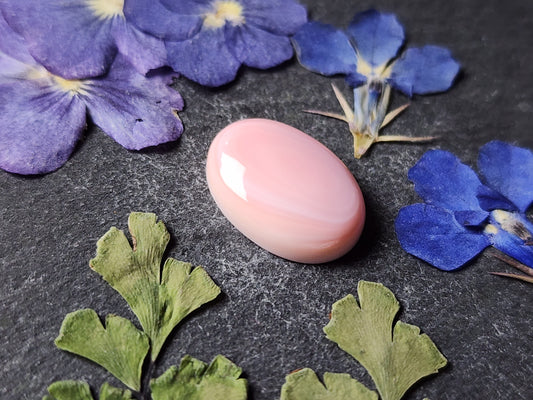 Pink conch shell