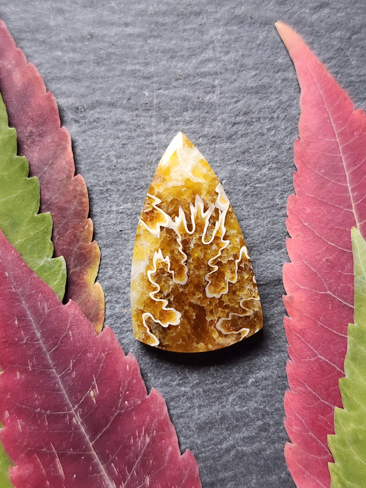 Suture Ammonite