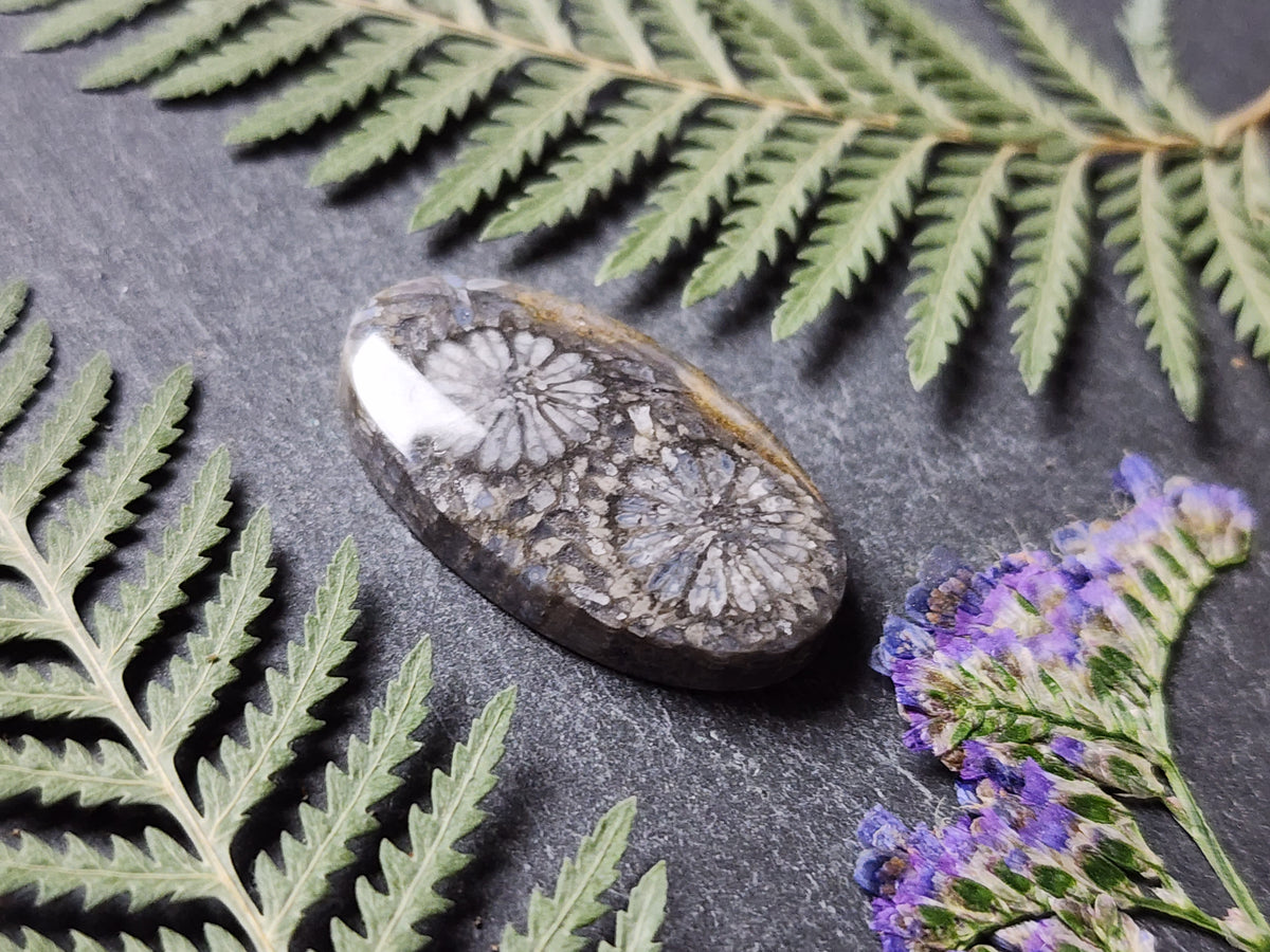 Fossilized coral