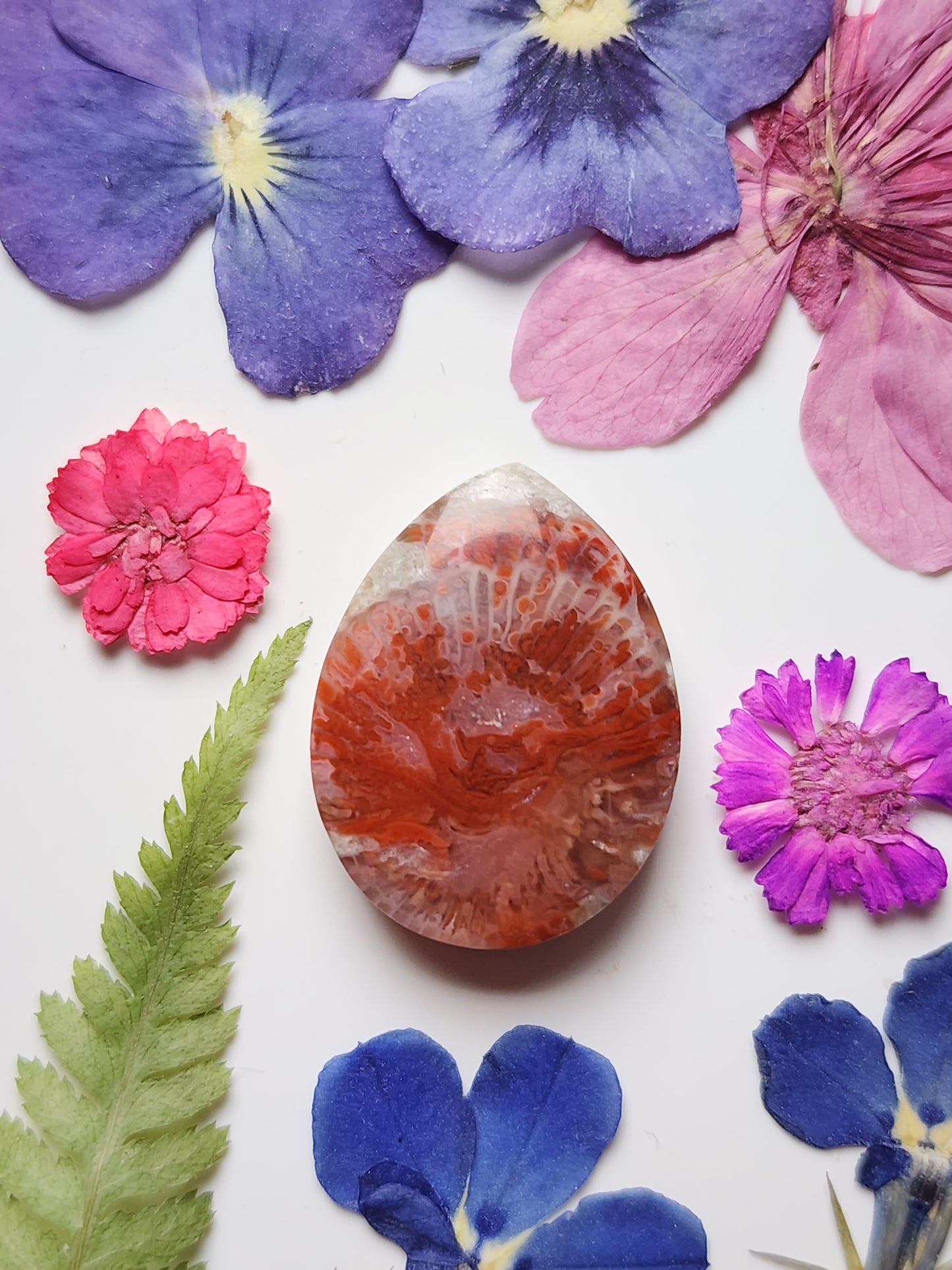 Utah Red Horn coral