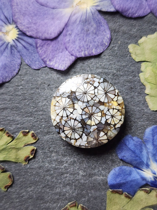 Fossilized coral