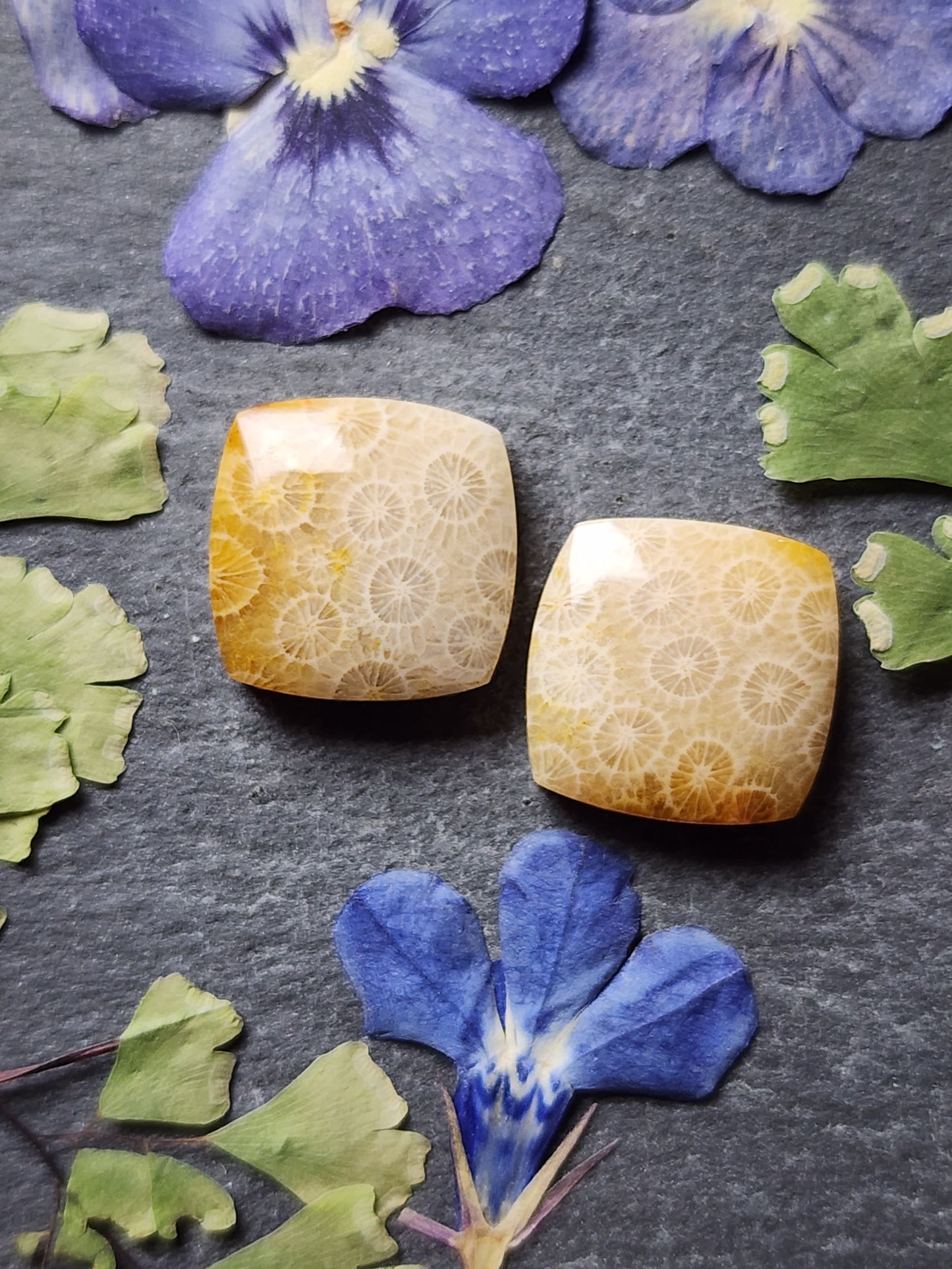 Fossilized coral pair