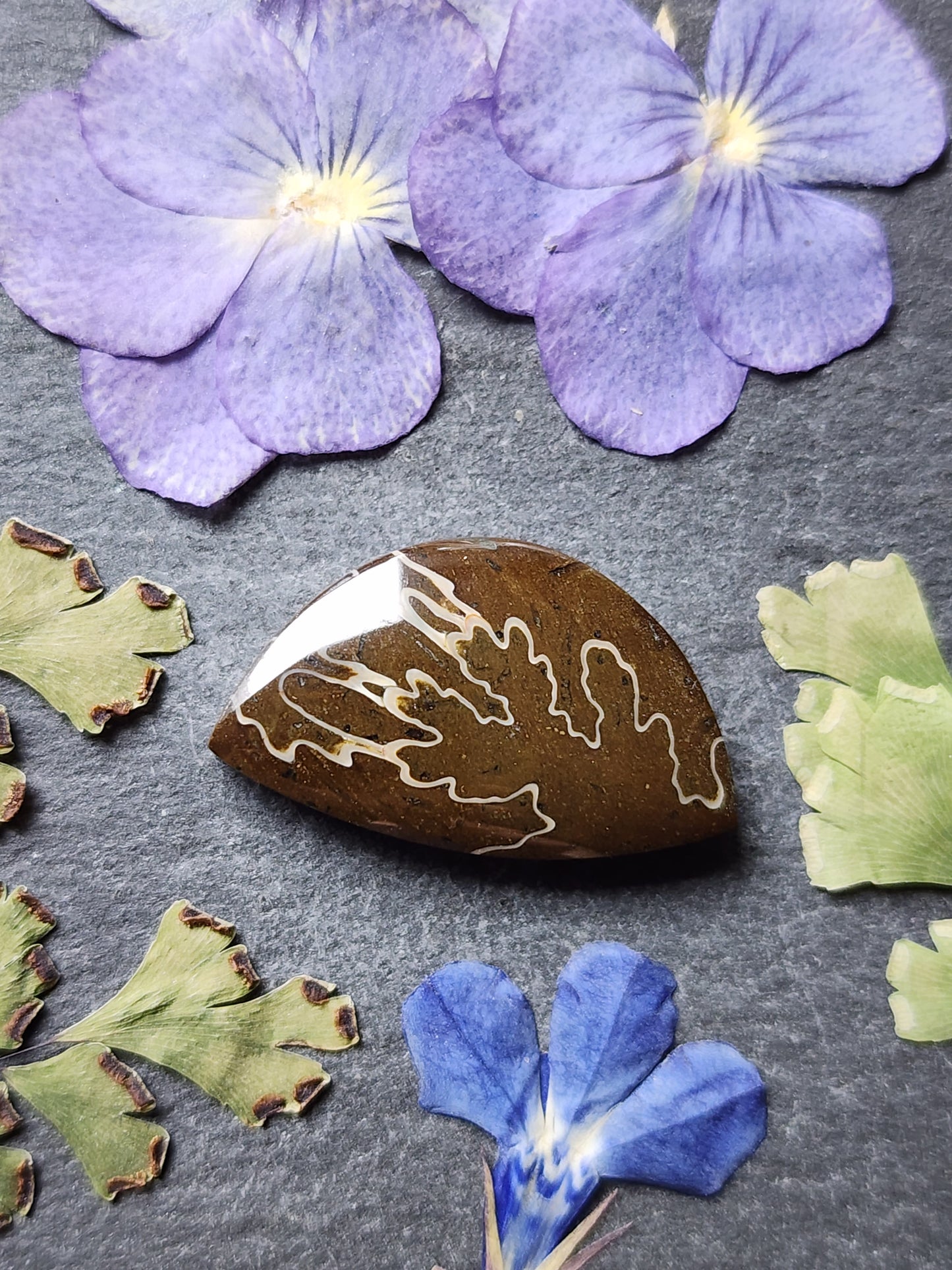 Suture Ammonite