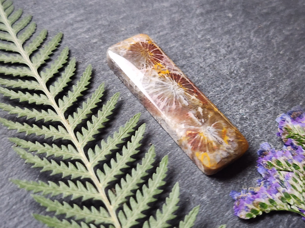 Fossilized coral