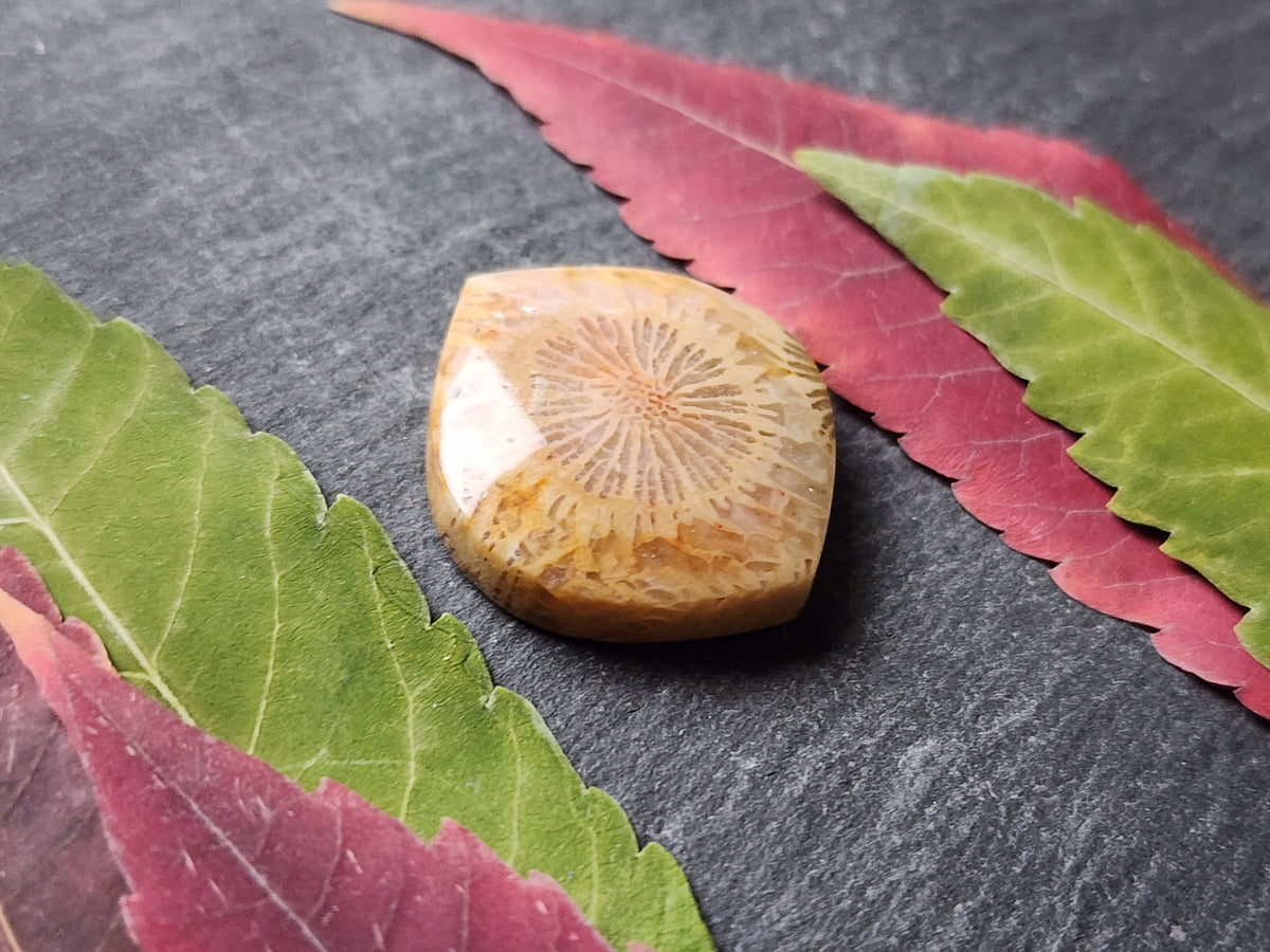 Fossilized Coral