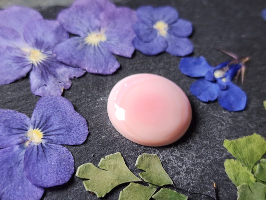 Pink Conch shell