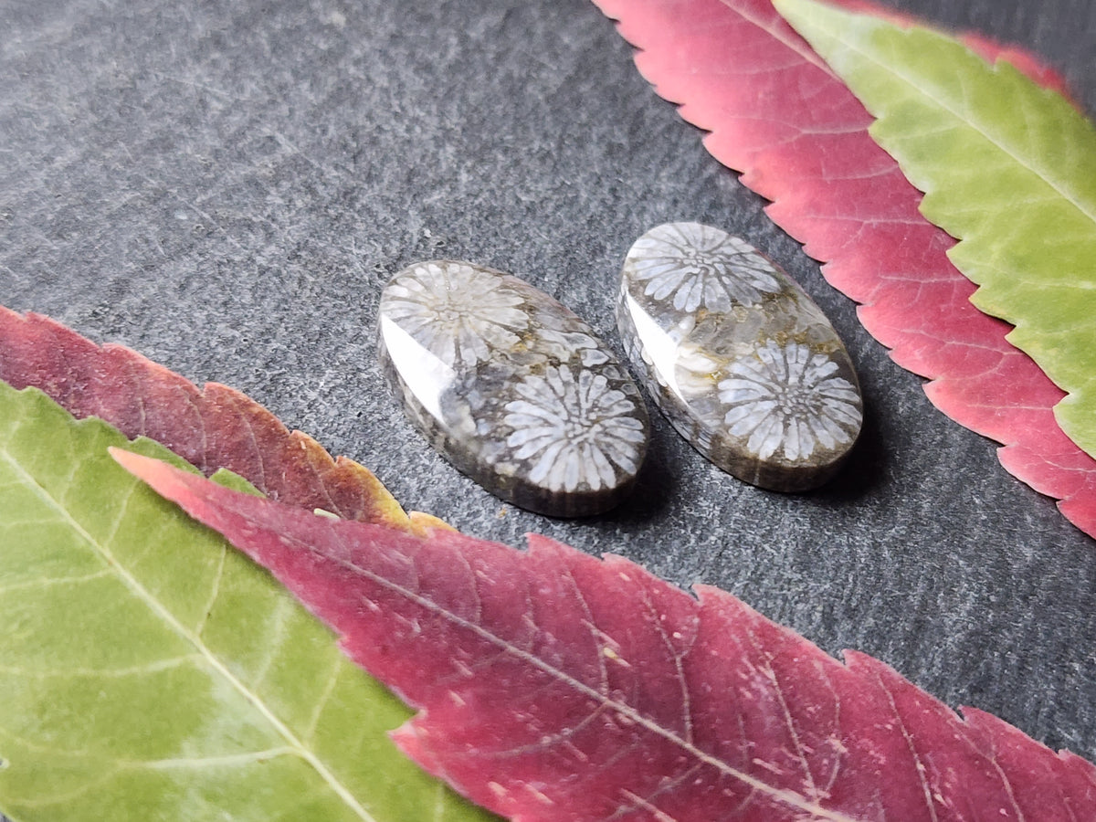 Fossilized coral pair