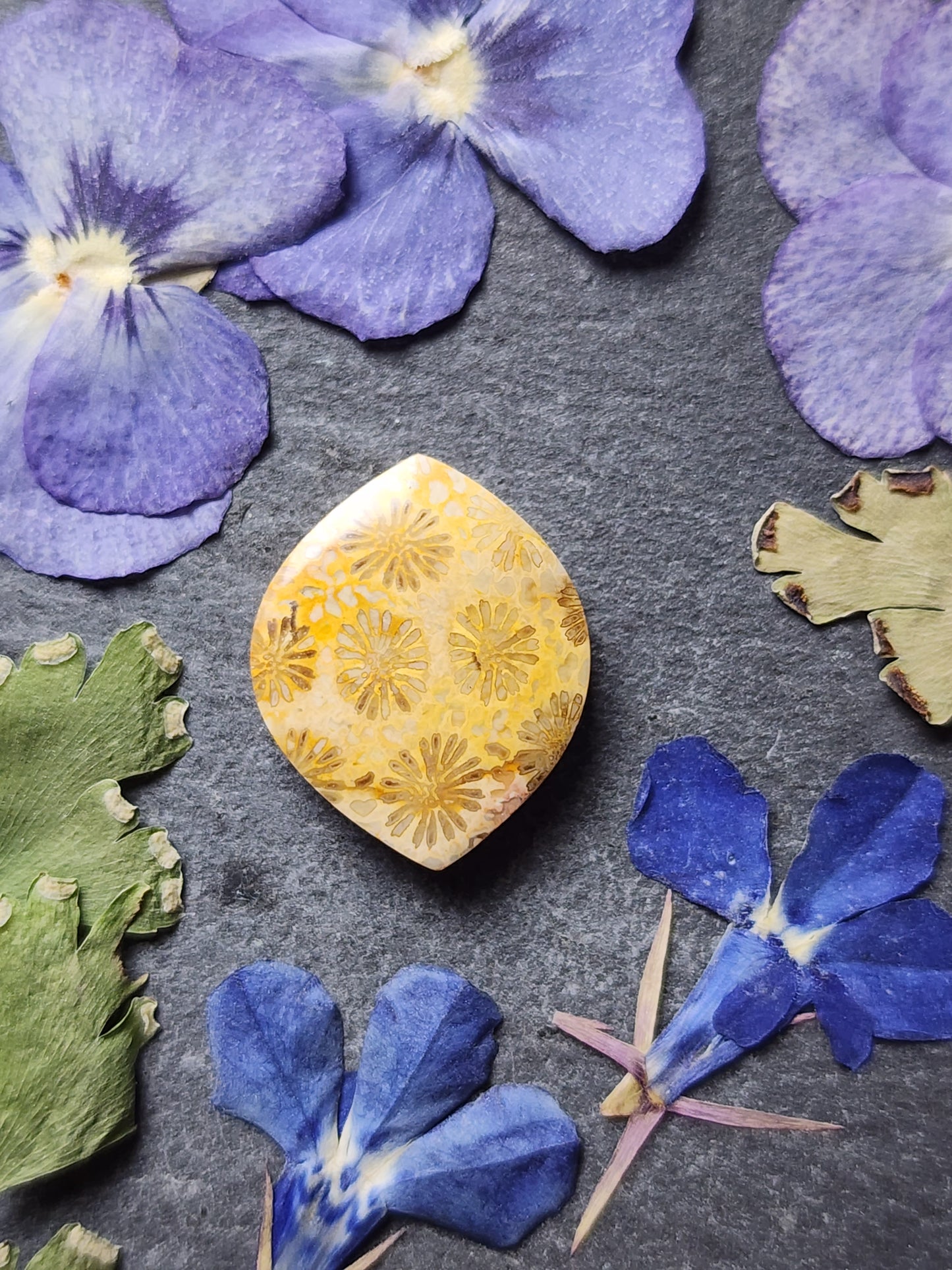 Fossilized coral