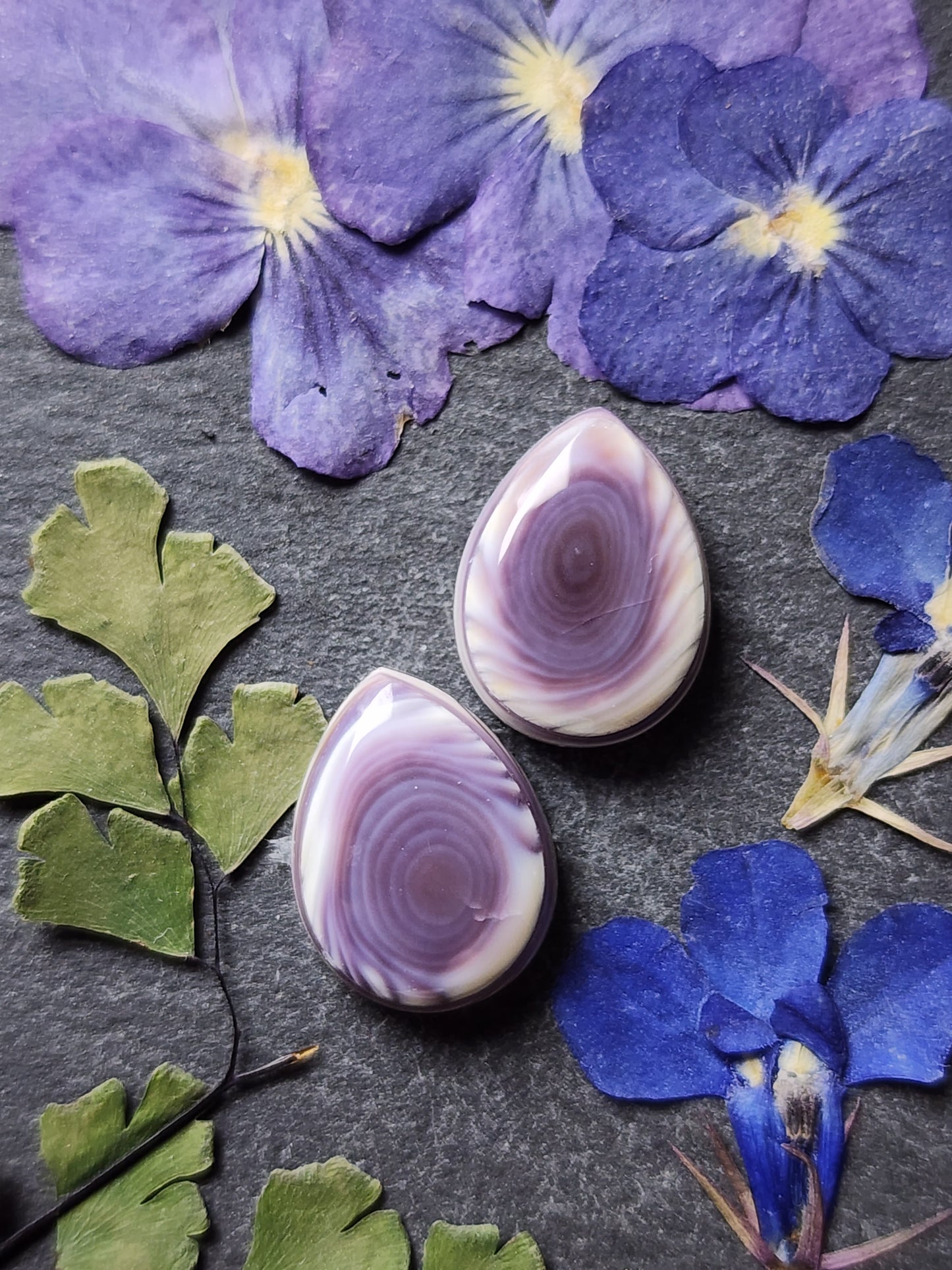 Wampum shell pair