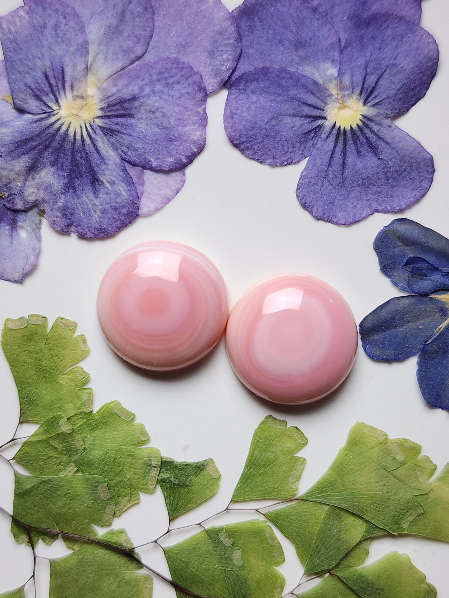 Pink Conch shell pair