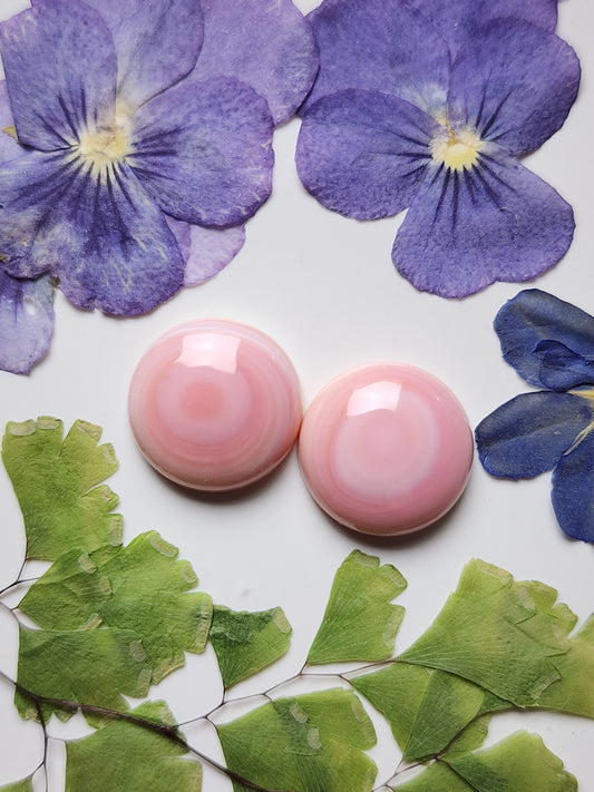 Pink Conch shell pair