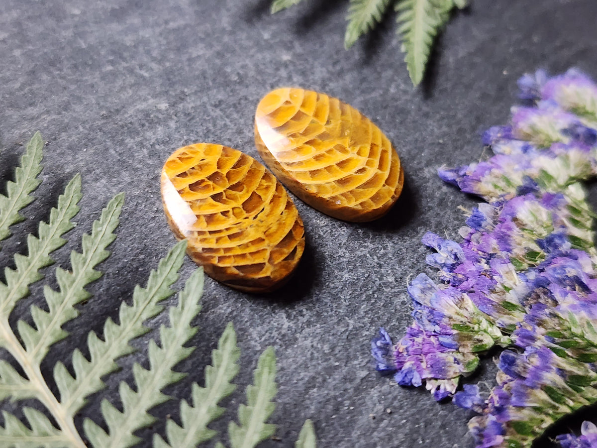Fossilized Coral pair