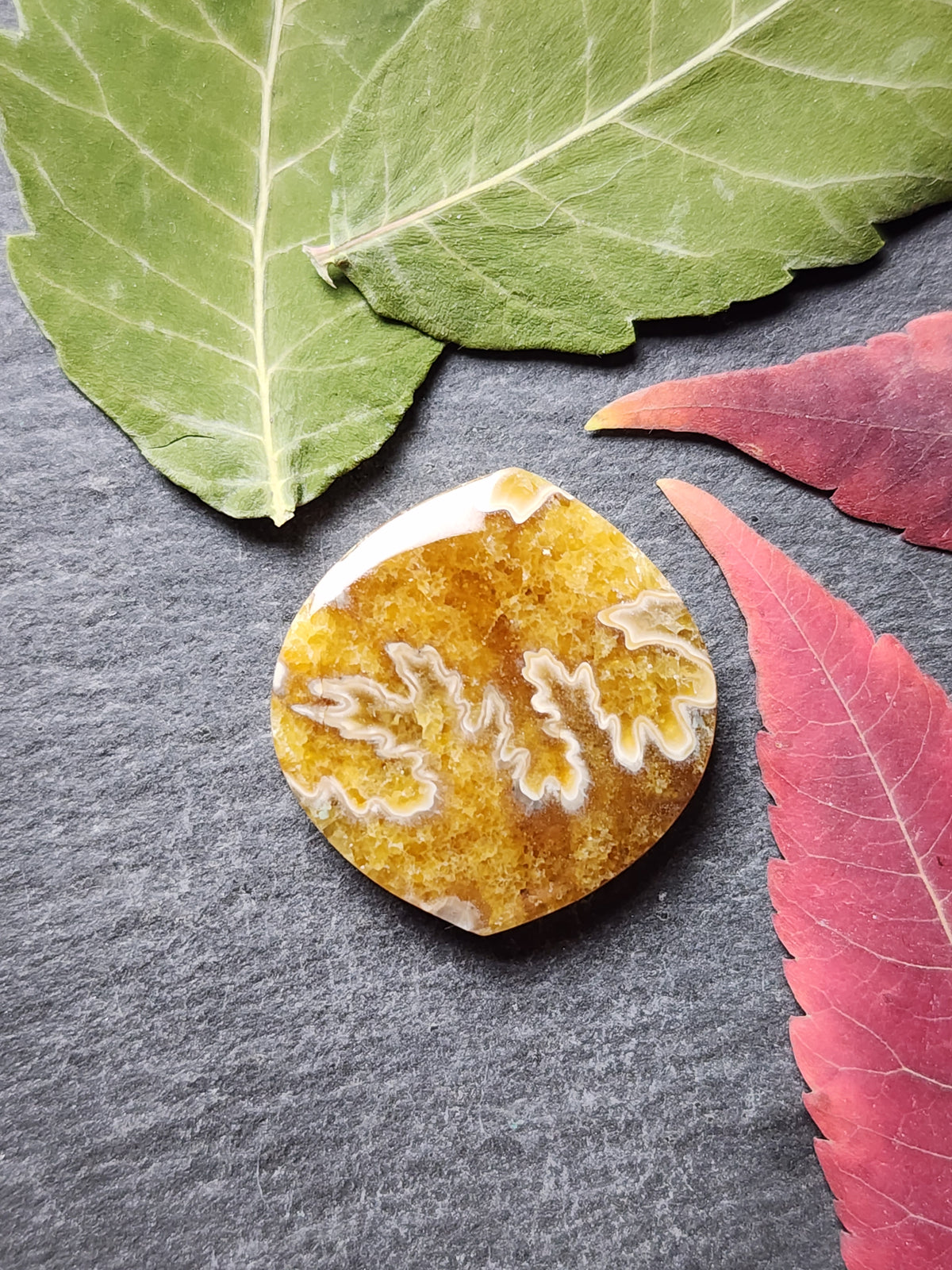 Suture Ammonite