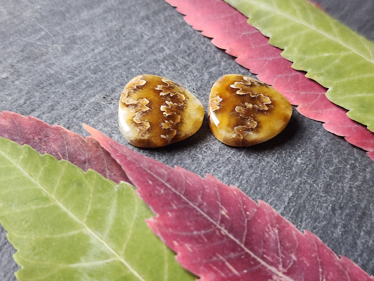 Suture ammonite pair