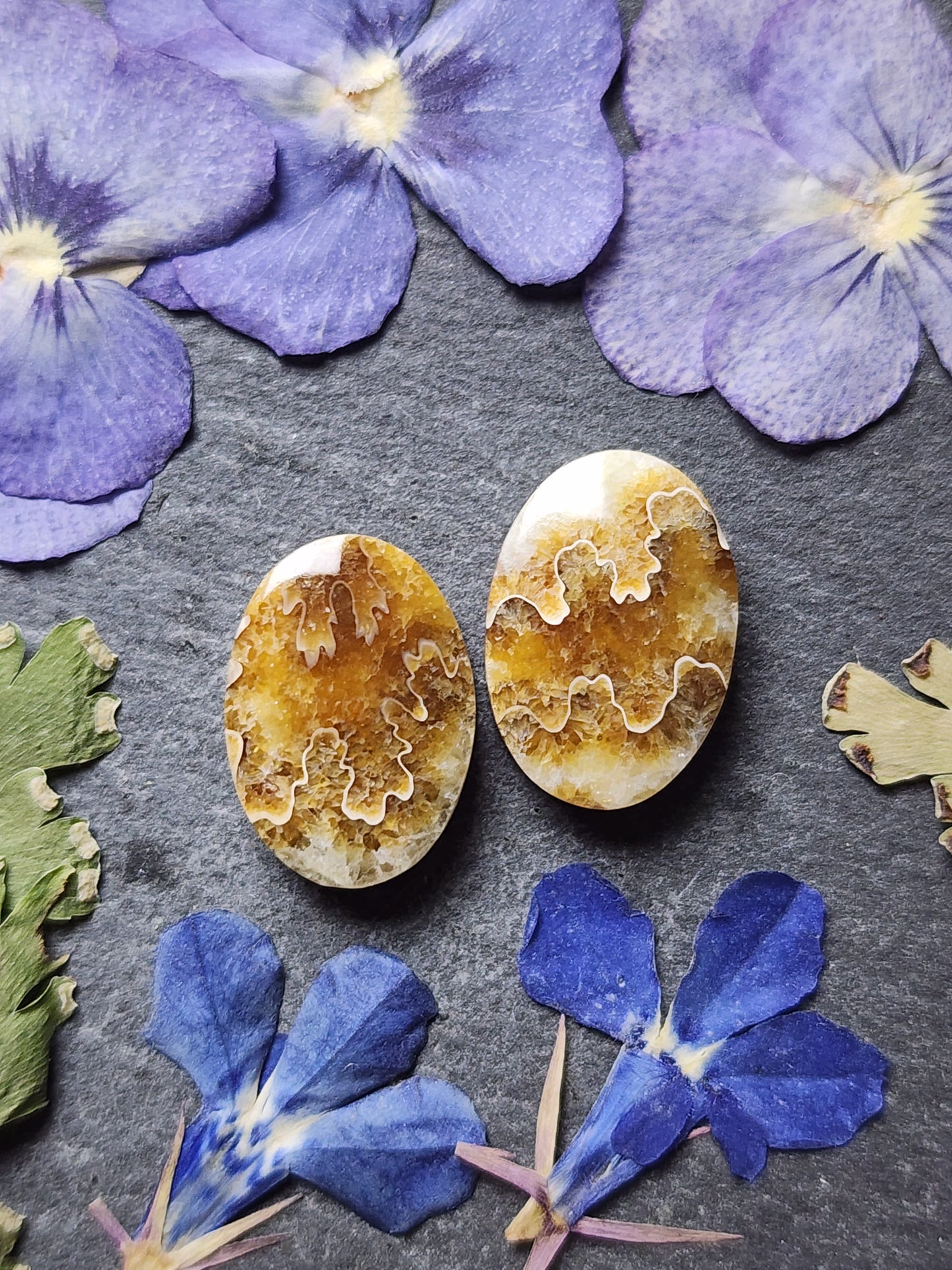 Suture Ammonite pair