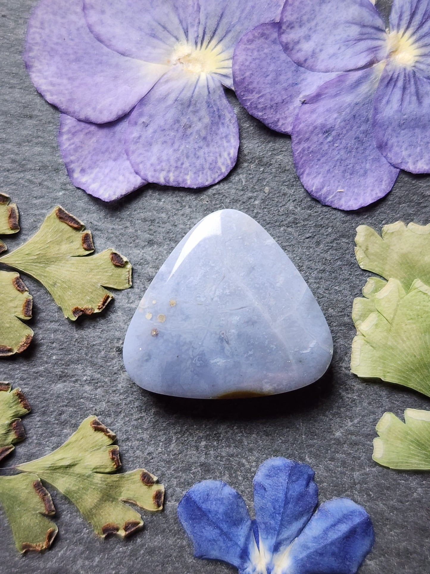 Petrified Blue palm wood
