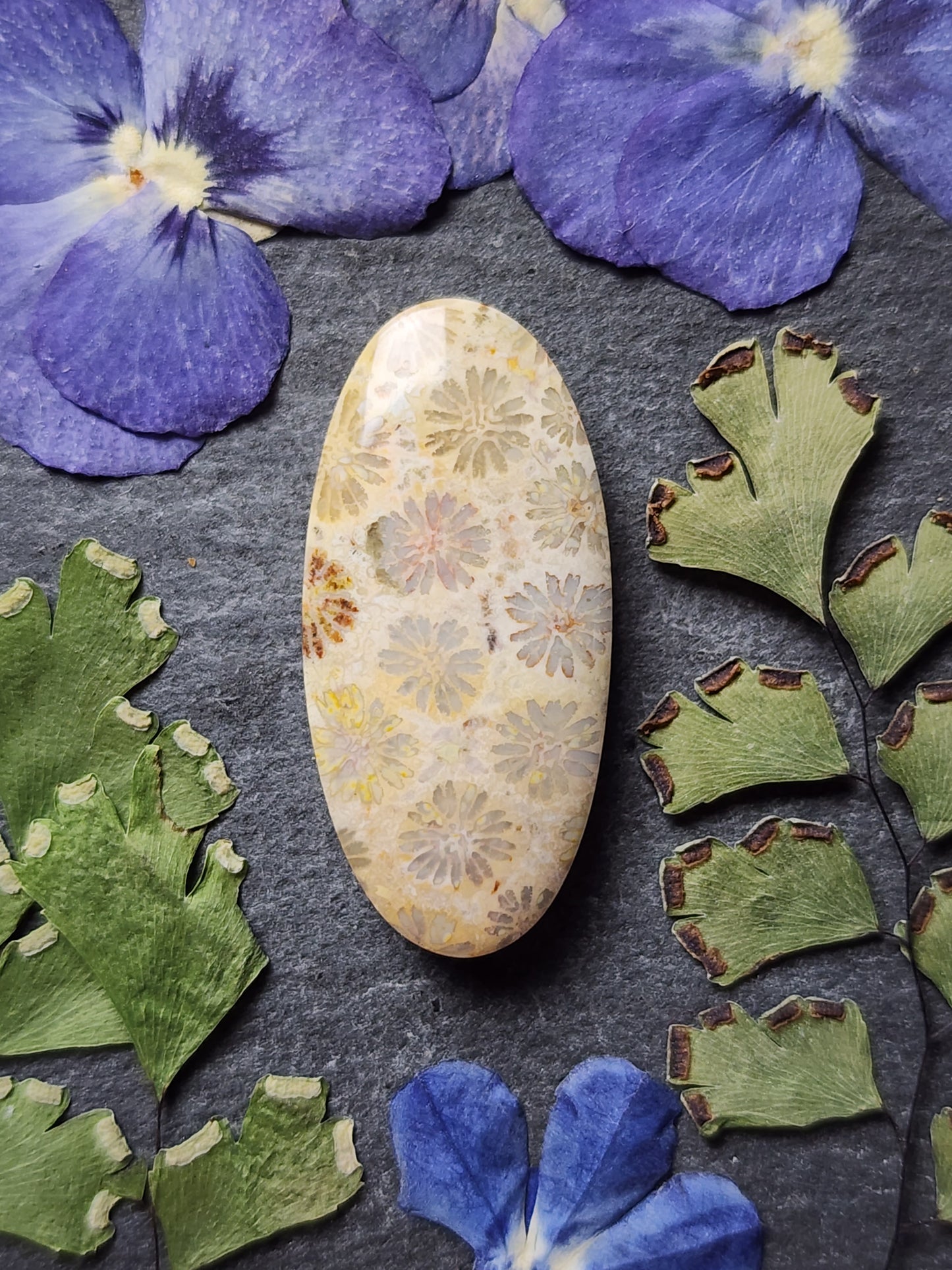 Fossilized Coral