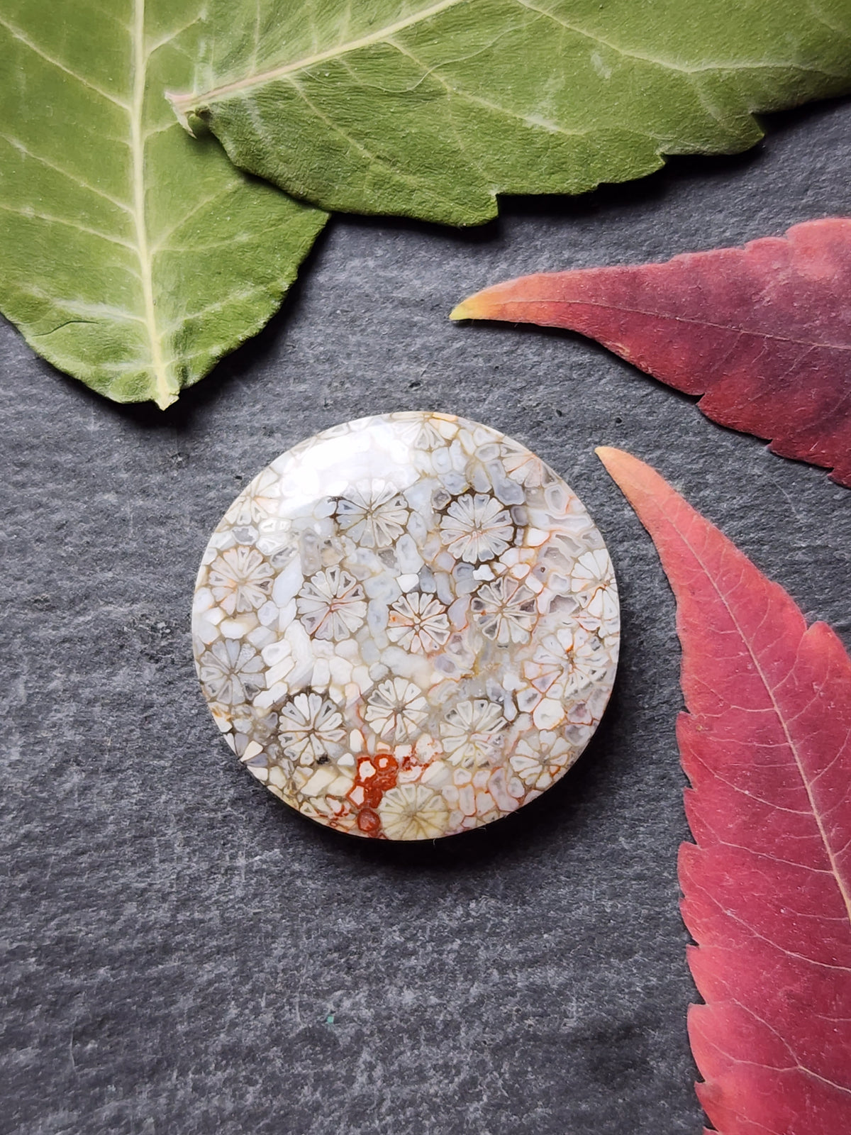 Fossilized coral
