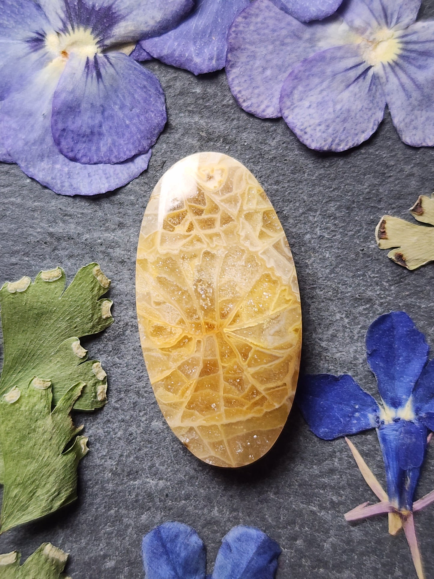 Fossilized Coral