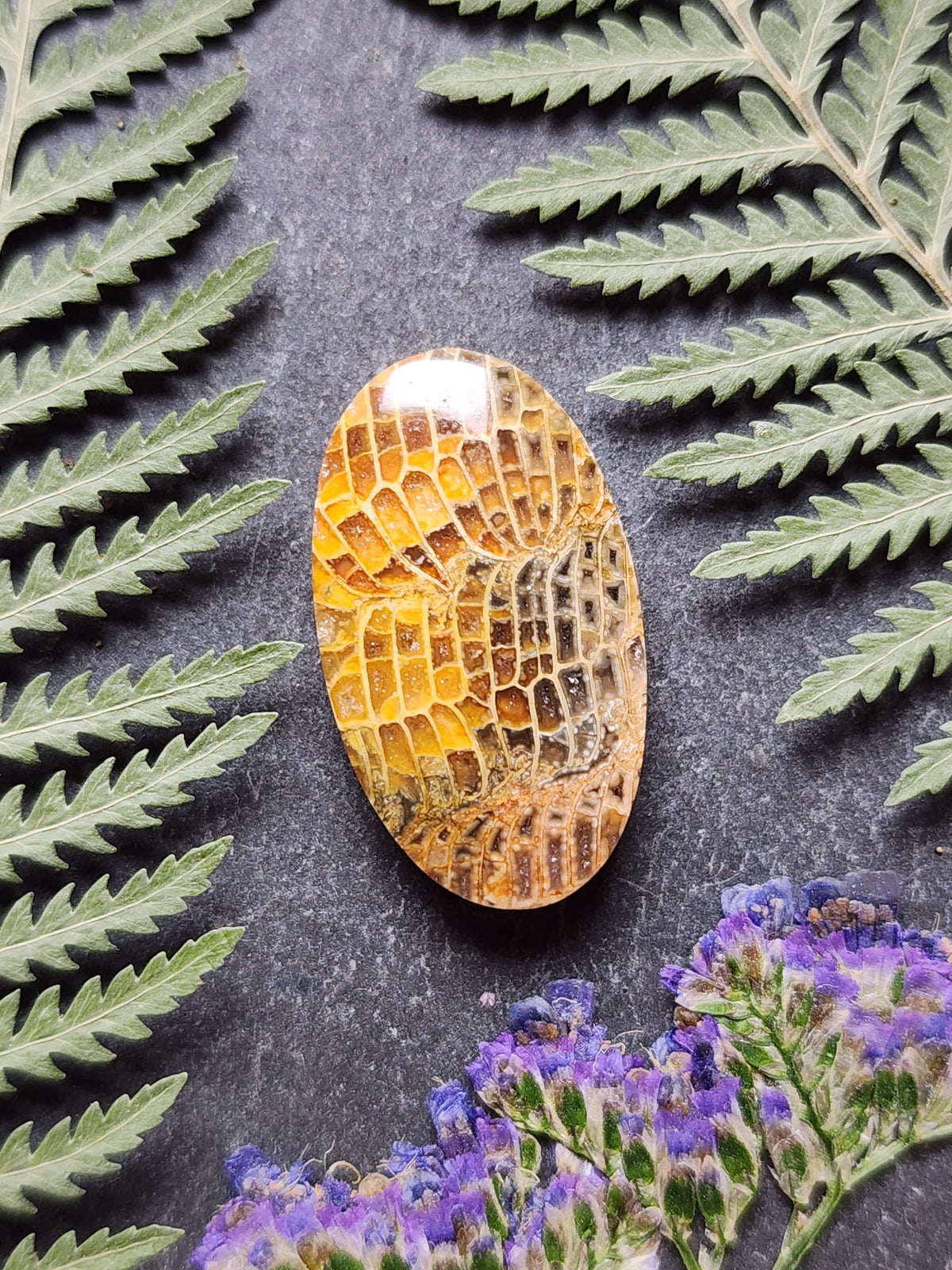 Fossilized coral