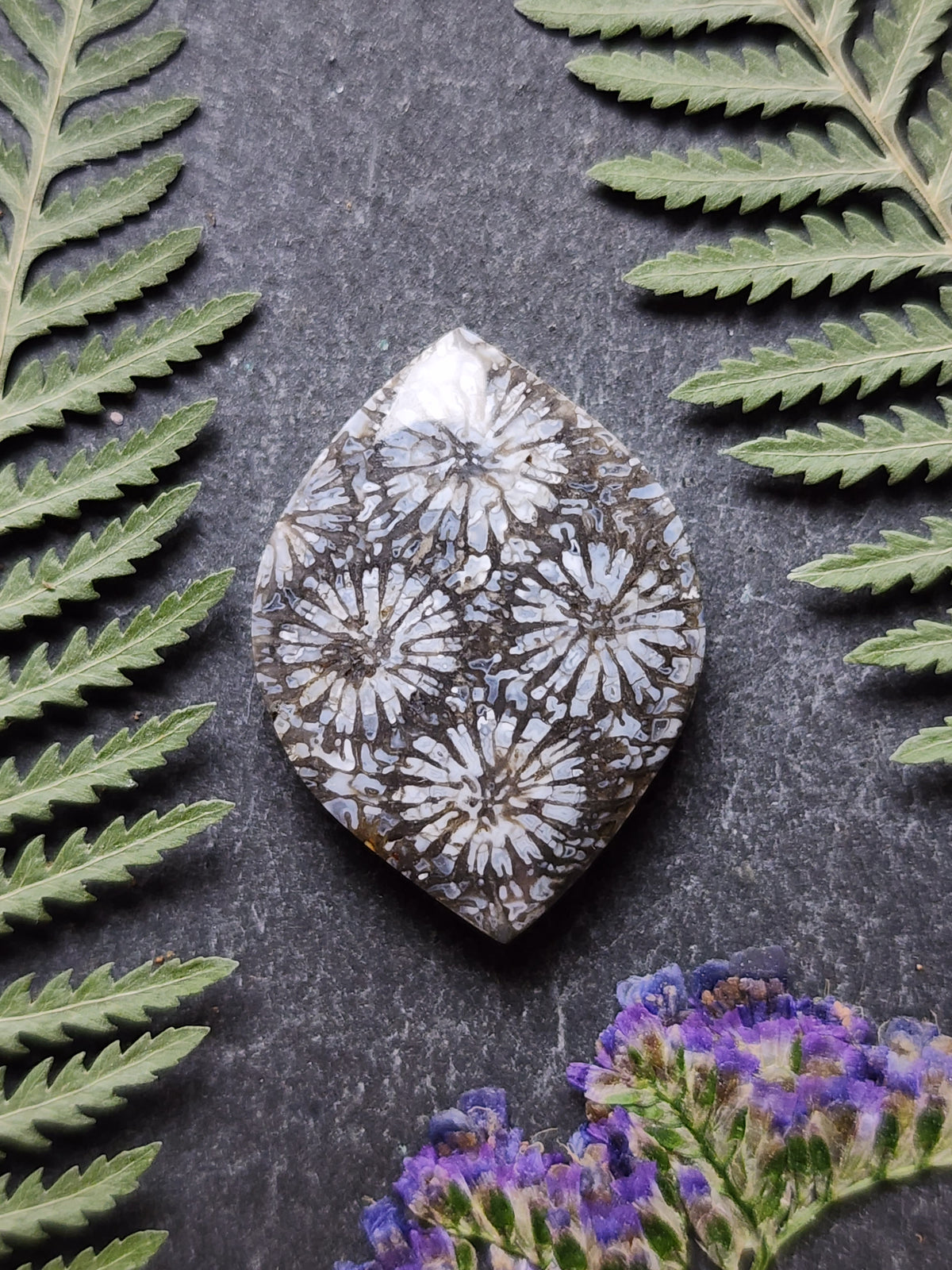 Fossilized coral