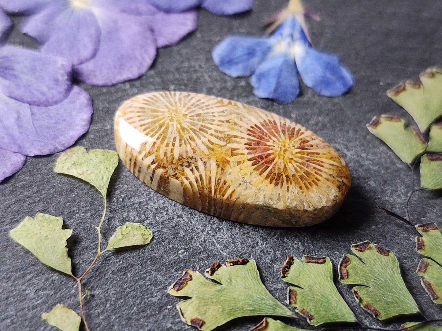 Fossilzied Coral