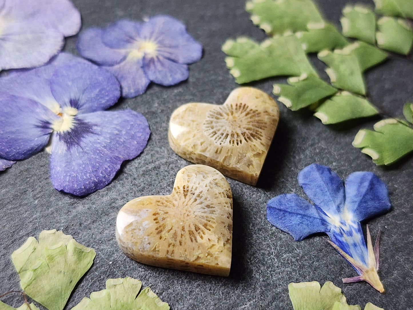 Fossilized Coral heart pair