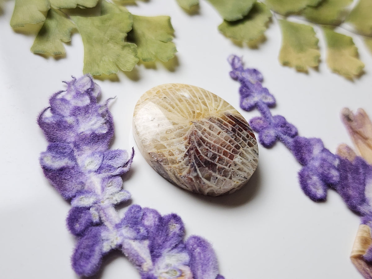 Fossilized Coral