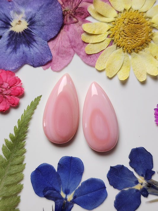 Pink Conch shell pair