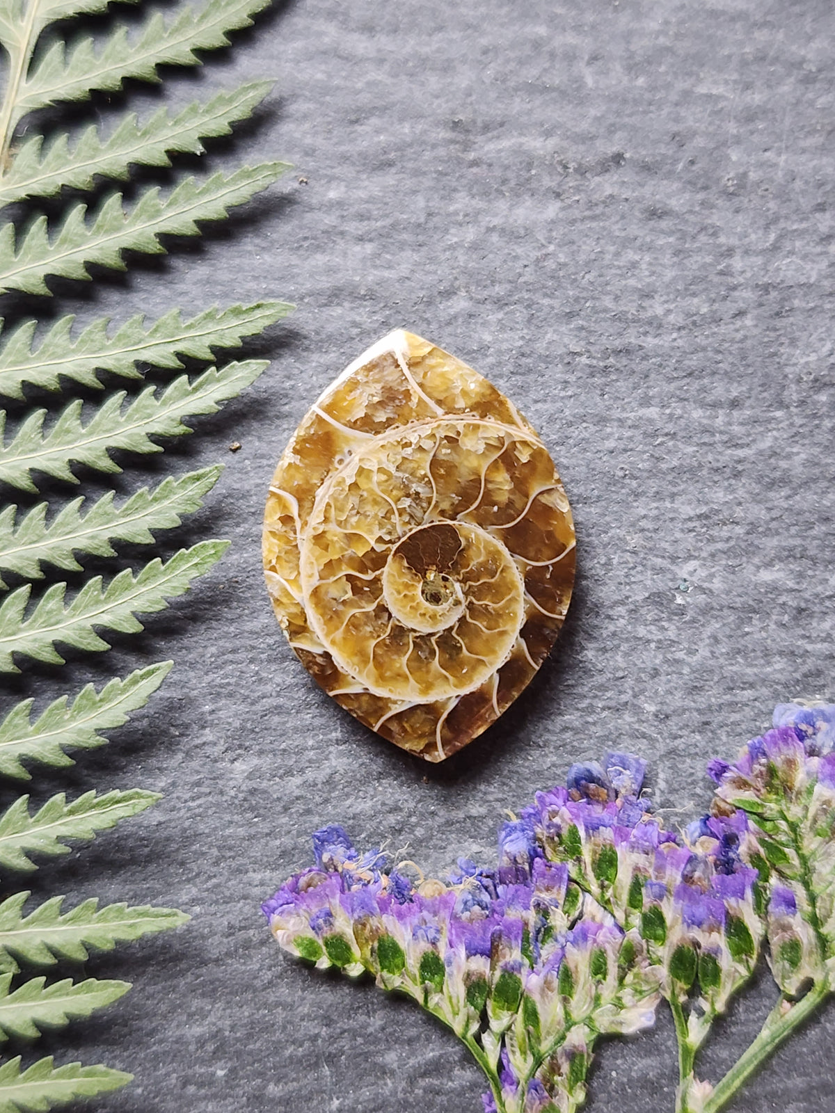 Ammonite Fossil