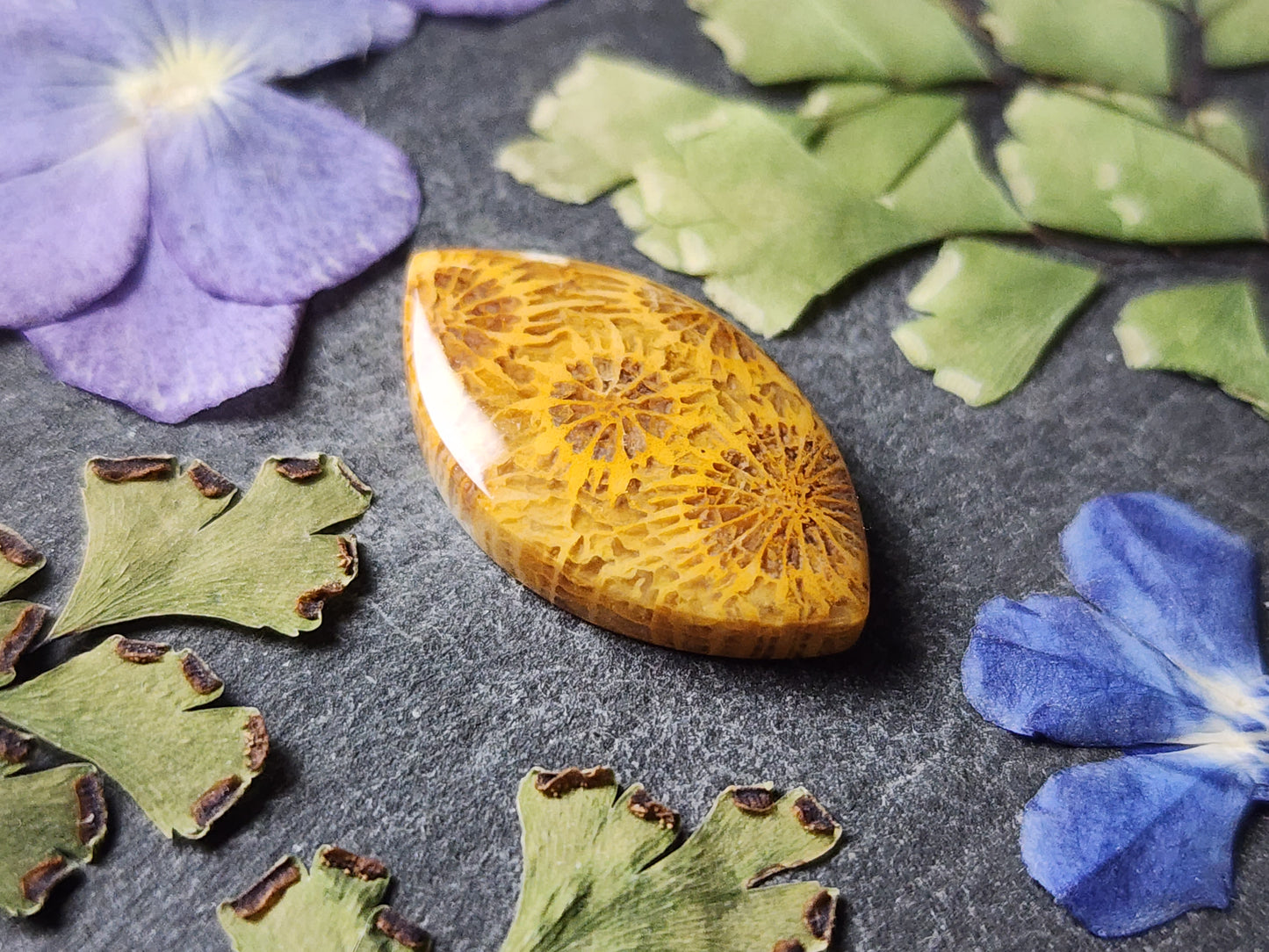 Fossilized Coral