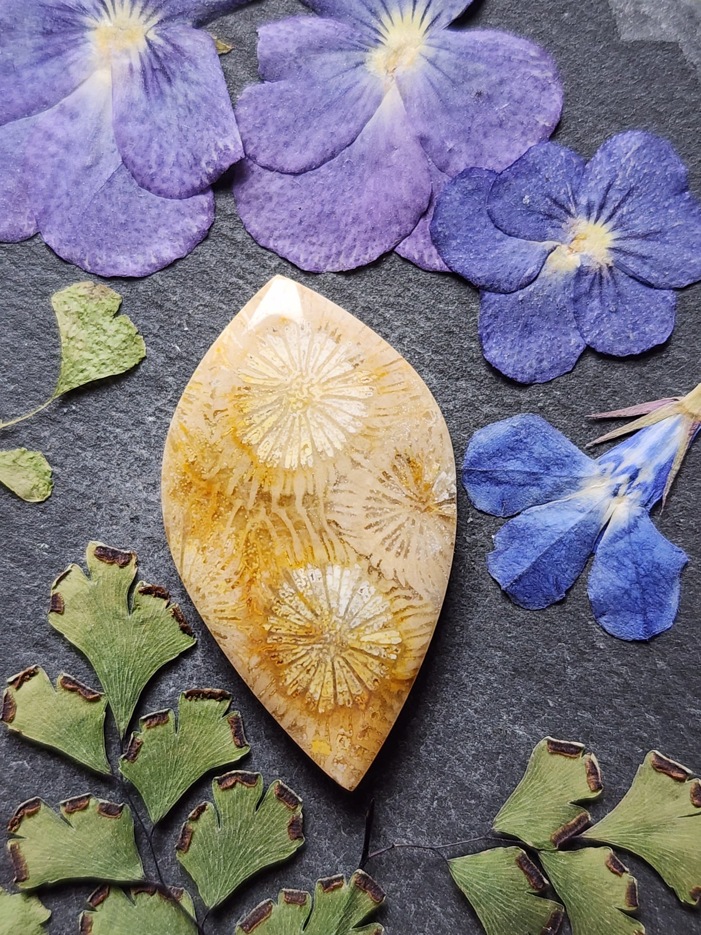 Fossilzied Coral