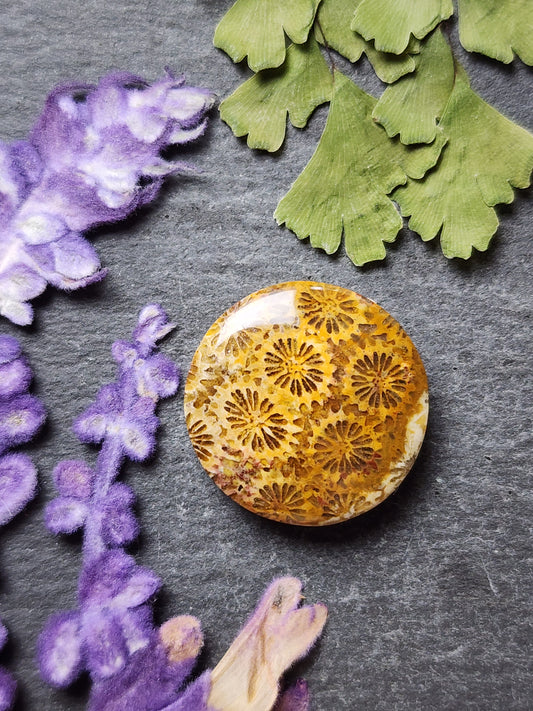 Fossilized Coral