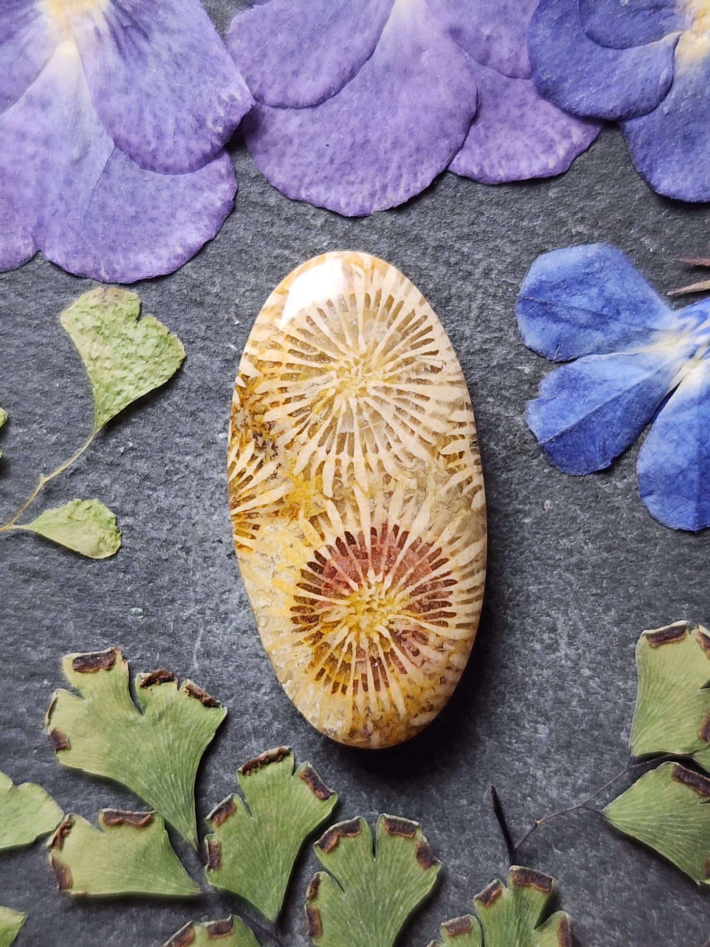 Fossilzied Coral