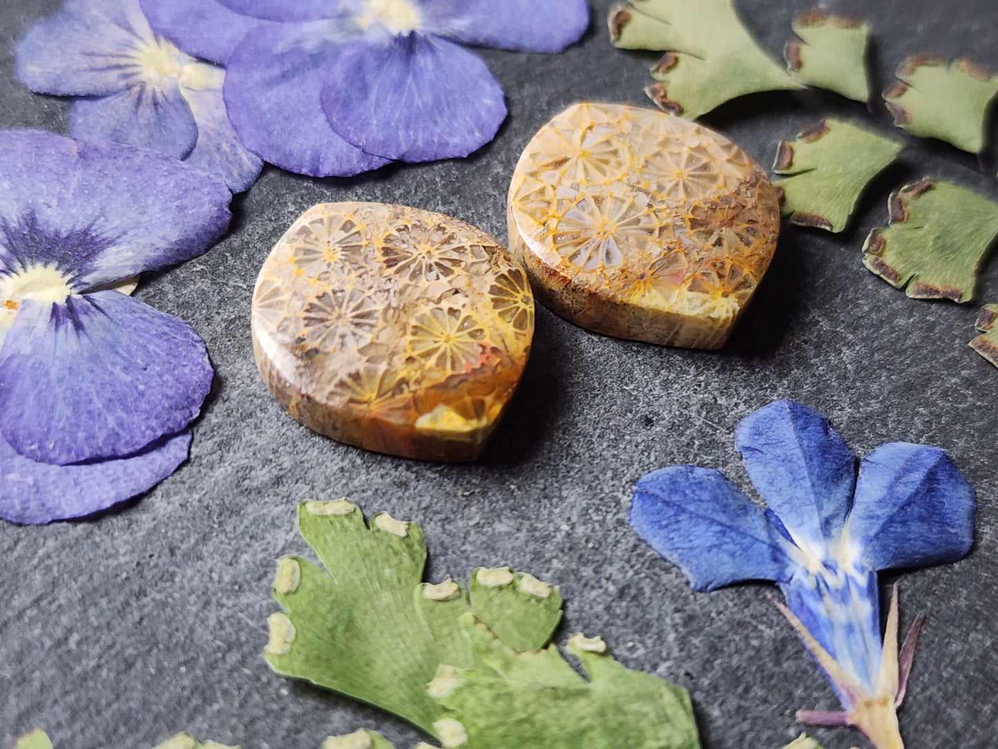 Fossilized Coral pair
