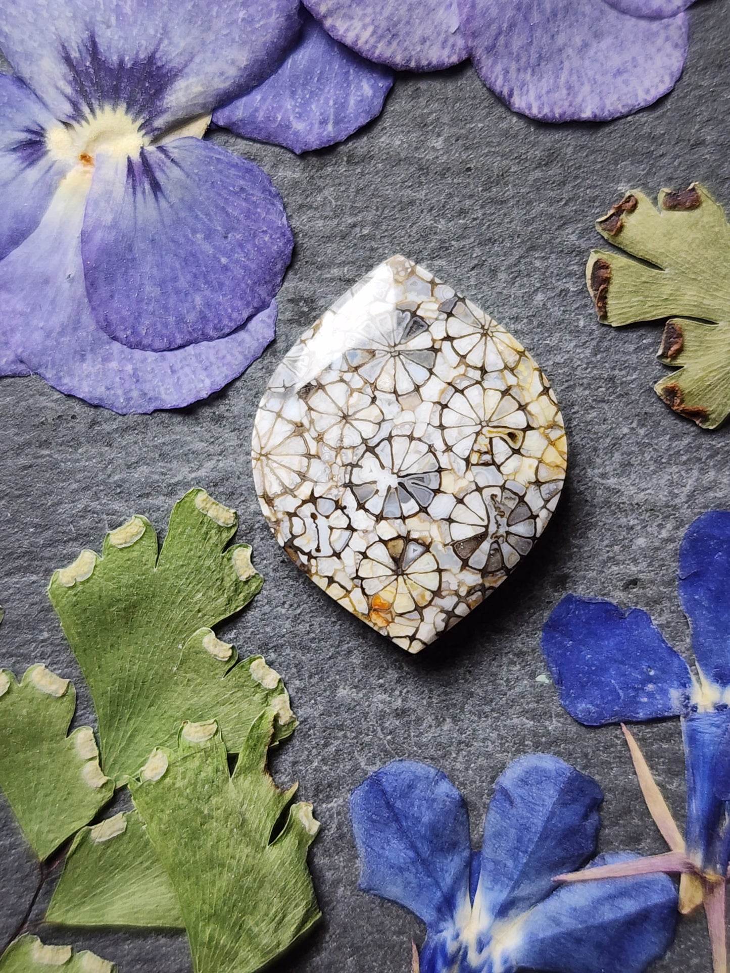 Fossilized Coral