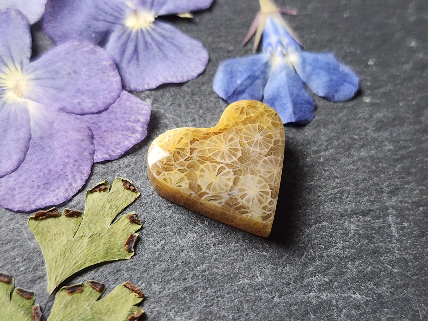 Fossilized Coral heart