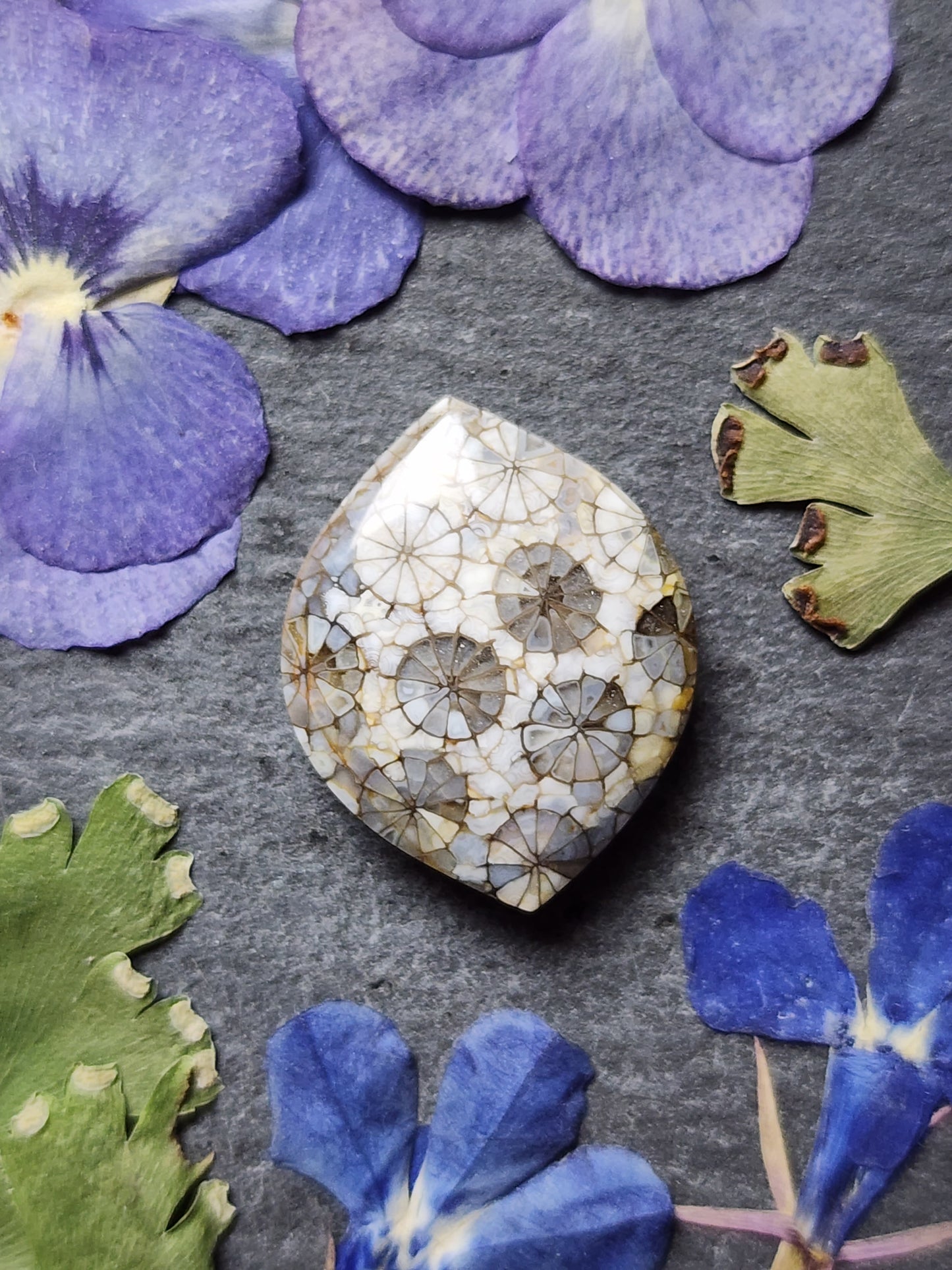 Fossilized Coral