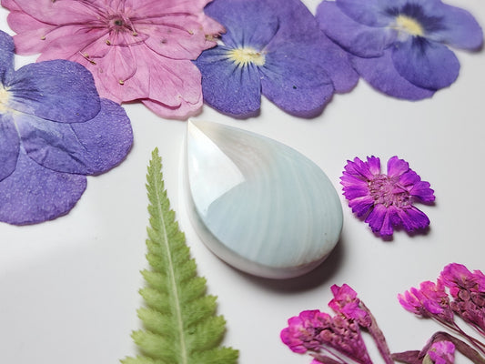 Shiva shell