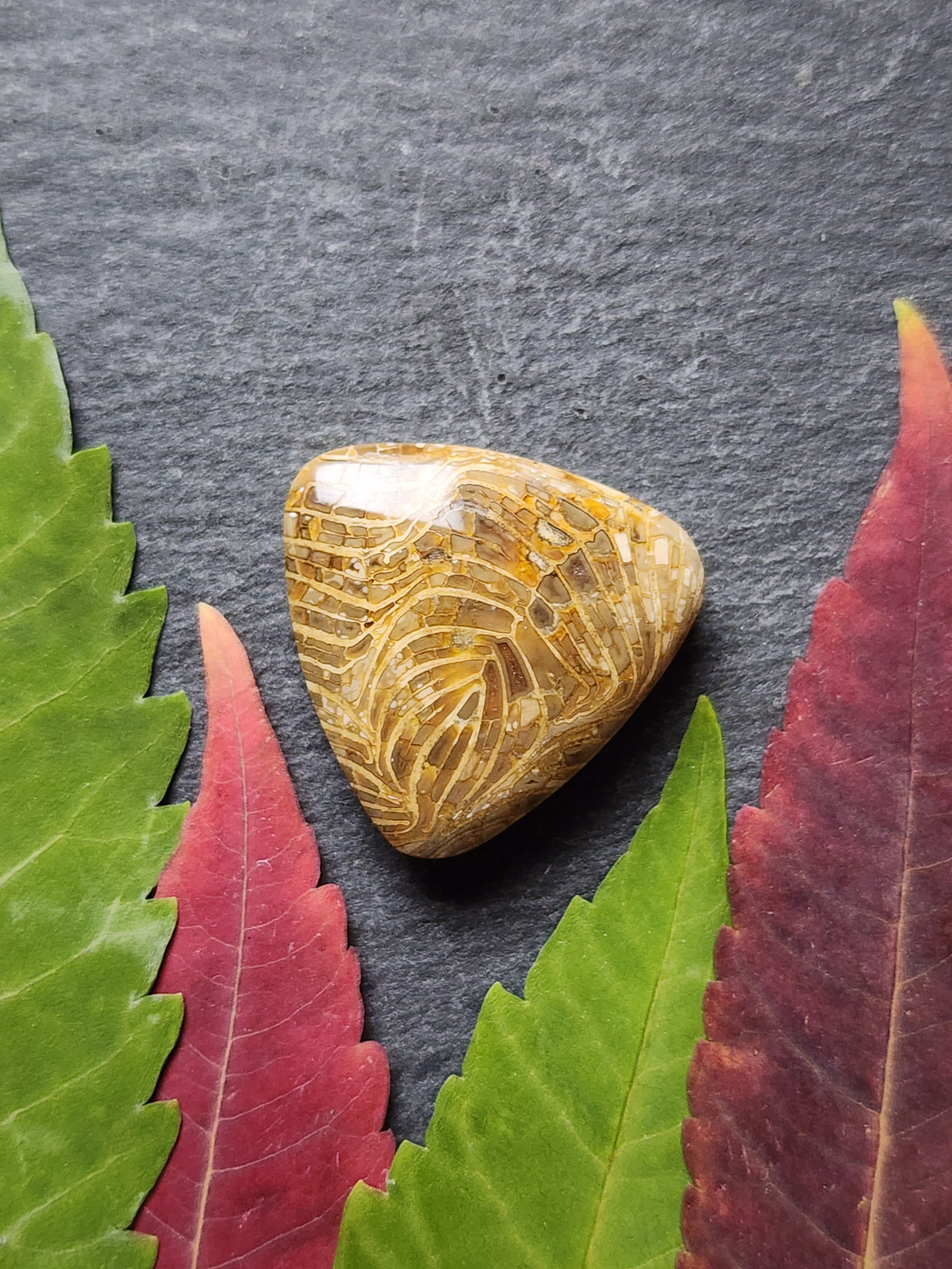 Fossilized Coral