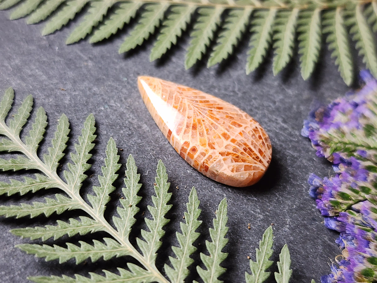 Fossilized coral