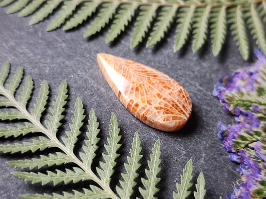 Fossilized coral