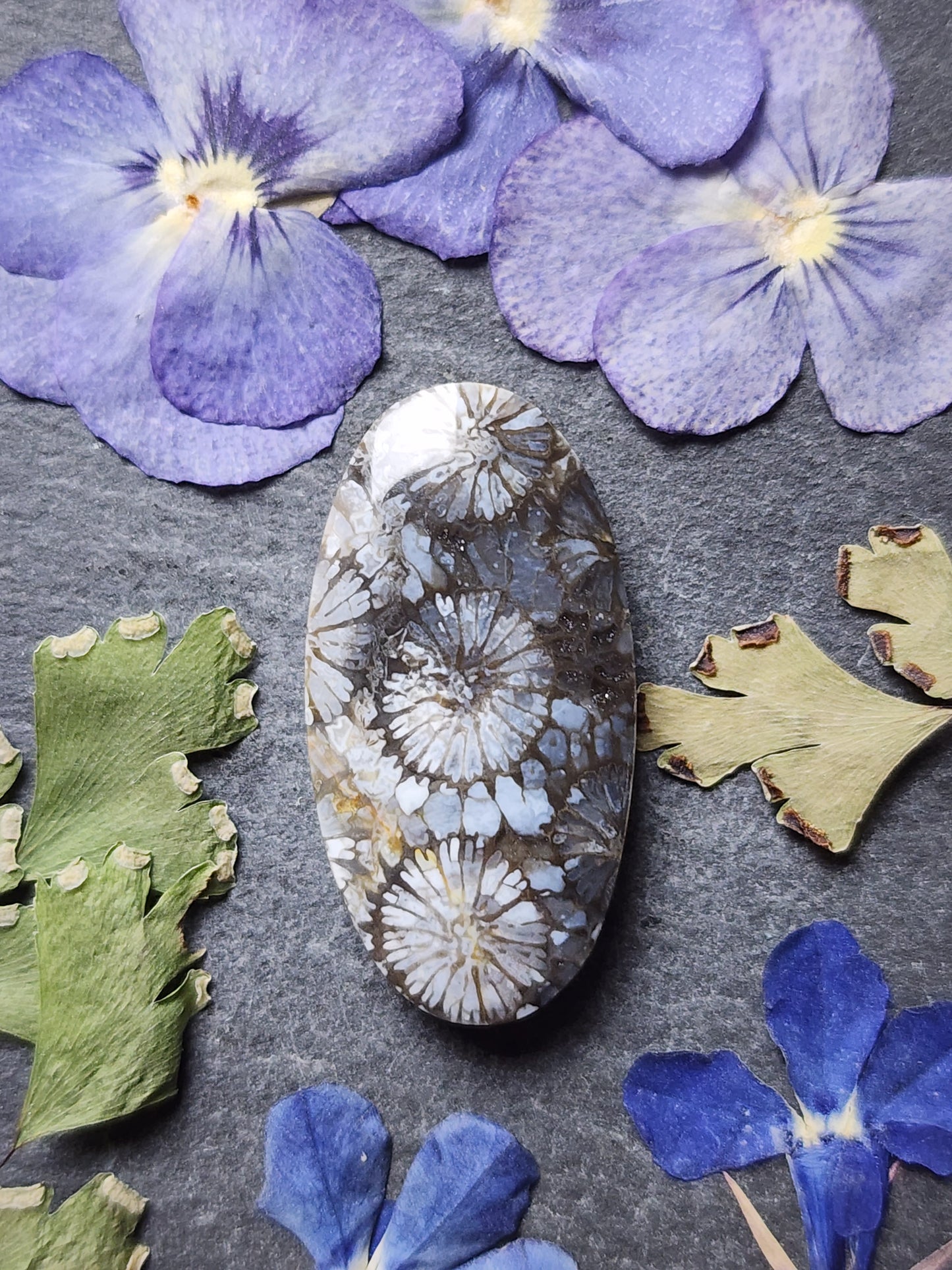 Fossilized Coral