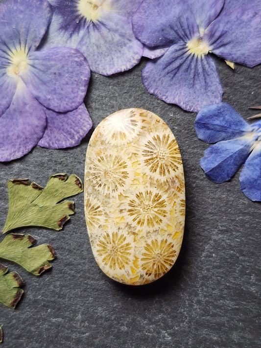 Fossilized Coral